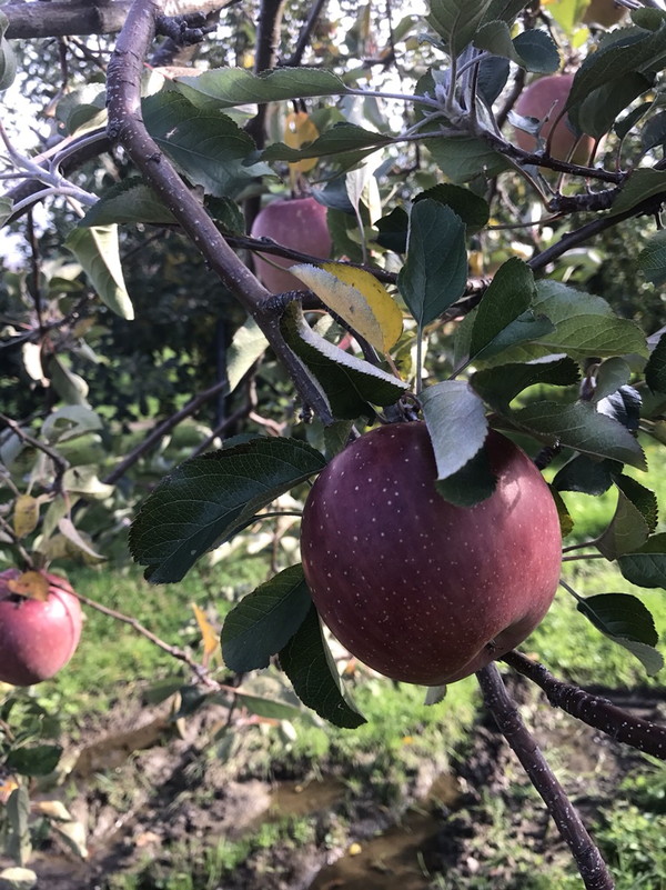 加積りんごパイ